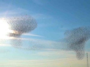 Sığırcık kuşlarının dansı