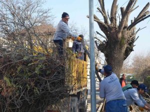 Bozüyük’te ağaçlara sonbahar bakımı