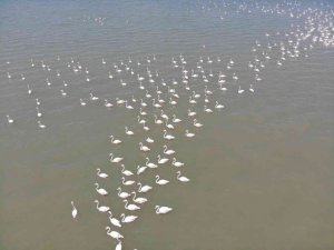 Göçe hazırlanan flamingolardan görsel şölen