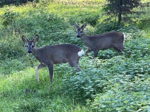 Yavru karacalar bakım merkezinde doğaya alıştırılıyor