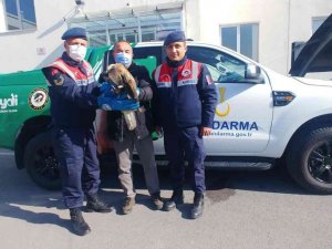 Yaralı kızıl şahin tedavi altına alındı