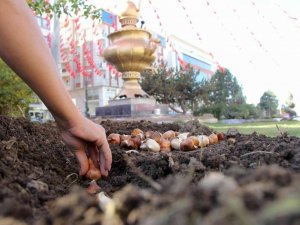 Van’da park ve caddelere 120 bin lale soğanı dikildi