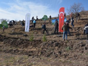 Çorum’da 10 bin fidan toprakla buluştu