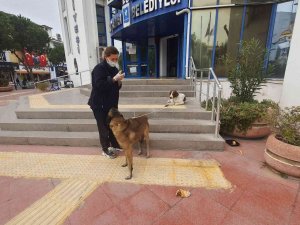 Kuşadası Belediyesi’nden hasta sokak köpeğine yardım eli