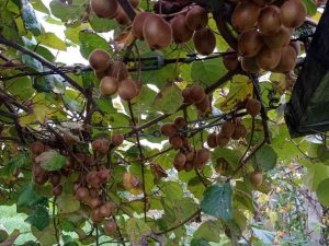 Türkeli’de kivi hasadı başladı