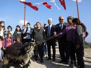 Kadın üreticilere kıl keçisi dağıtımı sürüyor