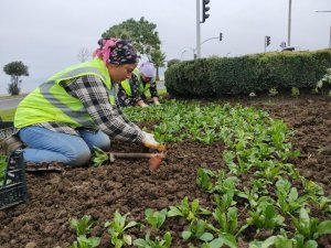 Ordu’da mevsimlik çiçekler toprakla buluşuyor