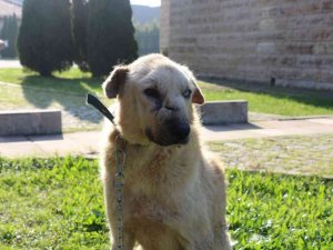 Kanser hastası köpeğin inanılmaz değişimi