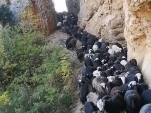 Artvin’de sürü sahiplerinin zorlu coğrafyayla mücadelesi görüntülendi