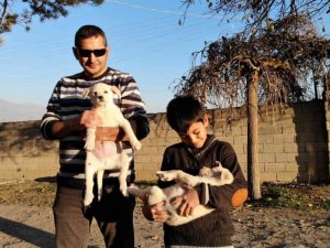 Ölmek üzereyken bir çocuk tarafından bulunan iki yavru köpek, Özdemir ailesinin neşe kaynağı oldu