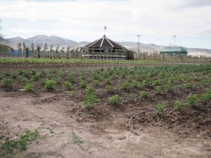 Sincan eko çiftlikte dönüşüm, üretim ve eğitim var