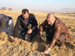 Elazığ’da 24 bin adet lavanta toprakla buluştu