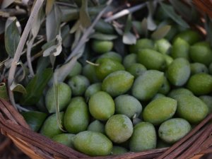 2021 yılı Zeytin ve Zeytinyağı Rekolte Tahmin Çalışmaları tamamlandı