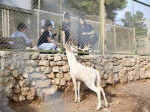 Antalya Hayvanat Bahçesi’nde ara tatil yoğunluğu
