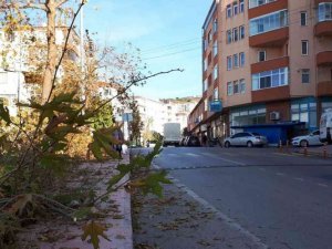 Sinop Belediyesi’nden boyları uzayan ağaçlarla ilgili açıklama