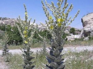 Kütahya’nın 6 endemik bitki türü koruma altında