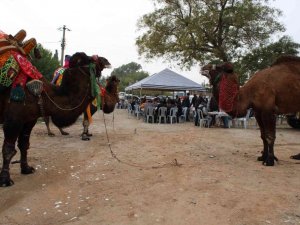 Aydın’da keşkek kazanı develer için kaynadı