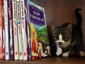 Bu Kıraathanede ev sahibi kediler