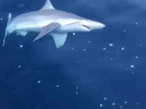 Amatör balıkçı 1,5 metrelik köpek balığı yakaladı