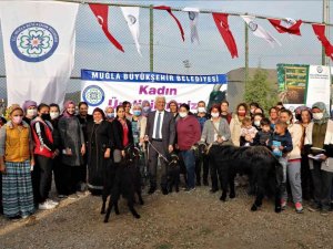 Ula’lı Kadın üreticilere Kıl Keçisi desteği