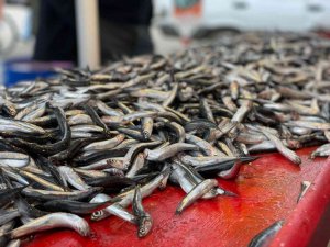 Denizden hamsi fışkırıyor