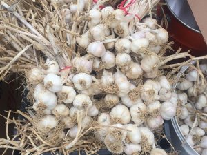 Deneme amaçlı ektiği sarımsak ek gelir kapısı oldu