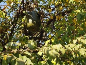 Görenler gözlerine inanamadı, 10 kiloluk kabak ağaçta yetişti