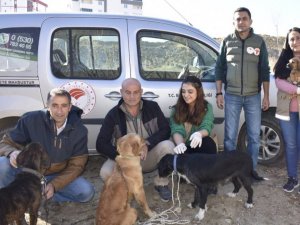 Hayvan hastalıklarıyla mücadelede yeni uygulama ’Mikroçip’