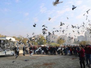 Kahramanmaraş’ta 6 bin güvercin gökyüzüne salındı