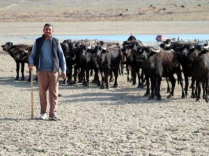 Suları çekilen baraj zemininde hayvanlarını otlatmak için 4 kilometre yol kat ediyor