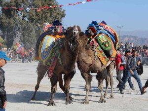Ege’de develer arenaya indi