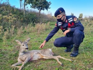 Yaralı karacanın imdadına jandarma yetişti