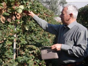 Bu yöntemle her mevsim taze çilek yemek mümkün