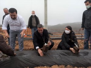 Bilecik’te 15 bin adet yaban mersini dikimi gerçekleştirildi