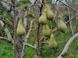 Kasım ayında armut ağaçları çiçek açıp, meyve verdi