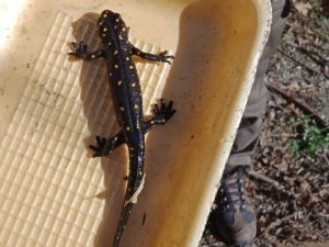 Elazığ’da benekli semender izleme çalışması yapıldı