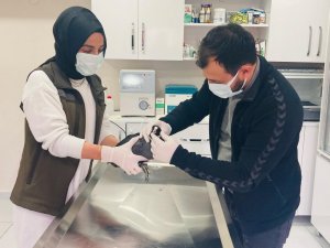 Tedavisi tamamlanan sakarmeke kuşu doğaya salındı