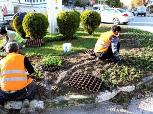 Safranbolu Belediyesinden çiçeklendirme ve ağaçlandırma çalışması