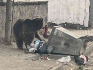 Aç kalan yavru ayı ilçe merkezine indi