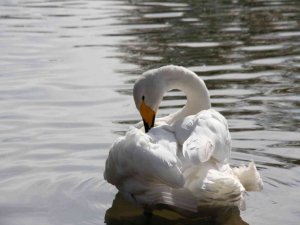 Erkek kuğuya eş aranıyor