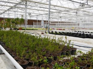 Serada yetişiyor, Keçiören’i güzelleştiriyor