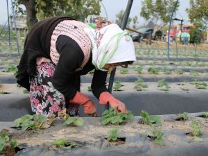 Aydın’da kuraklık çileği de etkiledi, üretici beklentilerini düşürdü