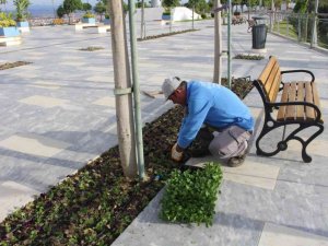Manavgat Türkbeleni’nde 28 bin çiçek toprakla buluştu