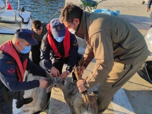 Denizde yüzer halde bulunan karaca doğal ortamına bırakıldı