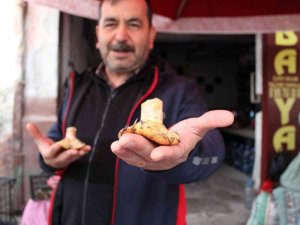 Doğal mantar, çıntarlar tezgahlarda yerini aldı