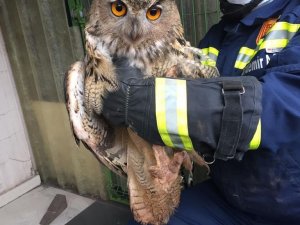 İşçilerin bulduğu yaralı puhu kuşu tedavi altına alındı