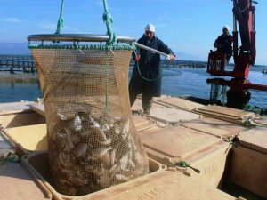 Muğla’dan 54 ülkeye 453 milyon dolarlık balık ihracatı