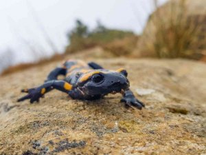 Kahramanmaraş’ta sarı benekli semender görüntülendi