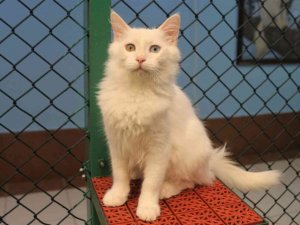 Van kedisi dünyanın en güzel kedileri arasında yerini aldı