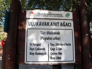 Yozgat’taki anıt ağaçlar zamana meydan okuyor